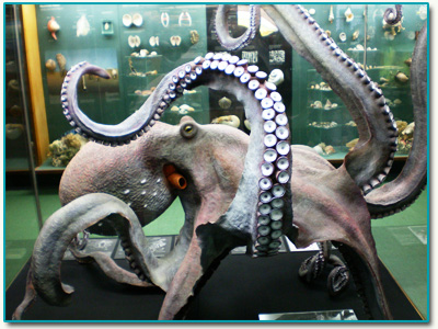 Riesenkrake im Meeresmuseum Stralsund
